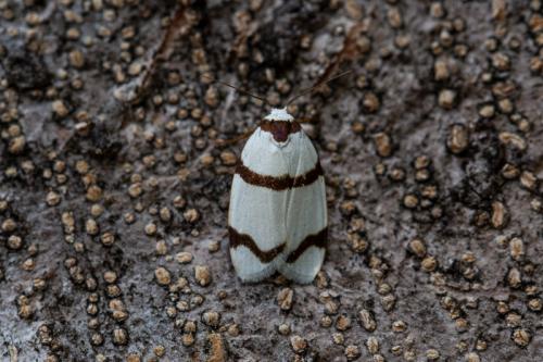 Réf. 221 600 : Padenia duplicana